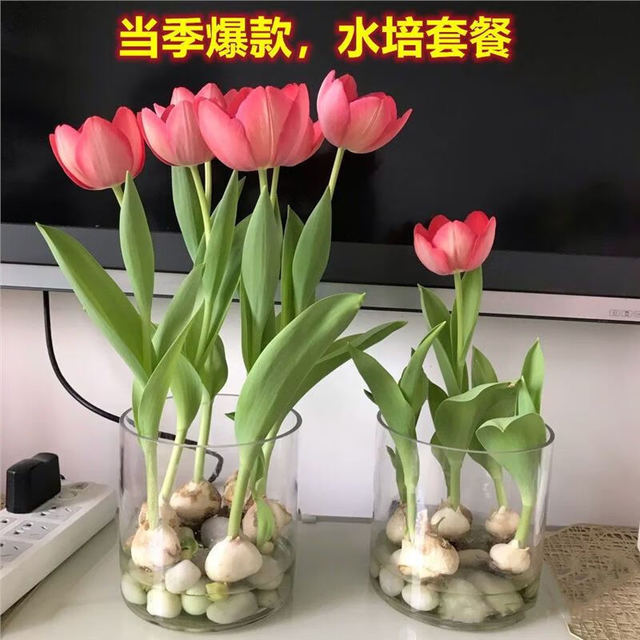 兜市精选 重瓣郁金香花卉荷兰进口多年生5度大种球百合室内外植物盆栽好养 1个