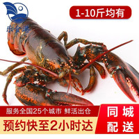 乐食港波士顿龙虾鲜活 波龙大龙虾海鲜水产加拿大 1.9斤-2.1斤/整只