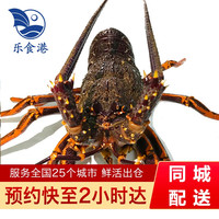 乐食港【活鲜】 鲜活澳龙龙虾 纽龙新西兰澳龙深海大龙虾 4.9-5.1斤（一只） 鲜活发货
