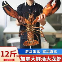 海宏盈【活鲜】大龙虾鲜活波龙波斯顿大龙虾波士顿大虾海鲜生鲜年货 12斤/只