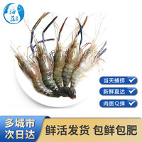 海蕴极鲜【活鲜】罗氏虾 鲜活大头虾罗氏沼虾淡水白脚虾金钱虾 生鲜冰鲜 1500g 30-38只左右（大号）