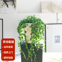 MOYi 墨一 玉露多肉植物带盆玉露大颗肉肉组合盆栽室内花卉好养 小盆长佛珠 不含盆