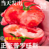 普罗旺斯沙瓤西红柿泾阳生吃水果小番茄新鲜自然熟当季蔬菜大