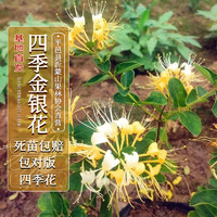 四万公里 40000KM 金银花树苗四季花 盆栽地栽爬藤植物可食用沂蒙山 源头直发包邮