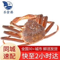 【活鲜】乐食港 同城速配 鲜活松叶蟹1.5-1.7斤/1只板蟹海鲜水产 750-850g/一只