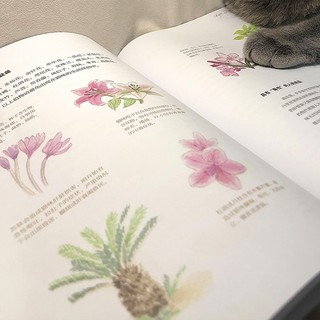 猫咪这样吃更