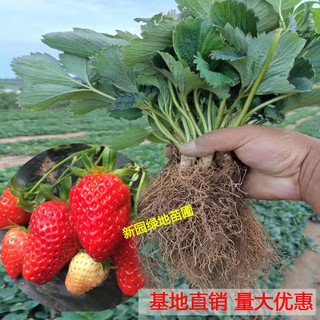 欧悟 四季草莓苗 高度15-20cm