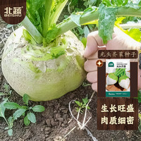 北蔬 光头芥菜种子疙瘩大头榨菜咸菜蔬菜种籽 北蔬光头芥菜种子3000粒