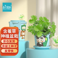 Bloom Life 匠心綻放 IAM City Farmer含羞草迷你盆栽 兒童diy種植小盆栽套裝綠植植物觀察幼兒園玩具