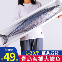 渔哥戏鱼【销量4万+条】青岛大鲅鱼 整条海鱼马鲛鱼鲅鱼段可做鲅鱼馅生鲜 5斤装/5-7条