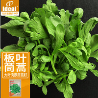 IDEAL理想农业 大板叶茼蒿种子蔬菜种子阳台种菜春秋季茼蒿种子15g*1袋