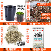 刘阁兰花 兰花苗建兰荷瓣七彩玲珑夏带花苞出售室内有香味的花卉绿植盆栽