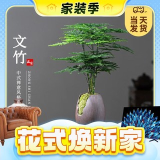 春焕新、家装季：KaiShiguo Plants 开时果 文竹盆景摆件 枯木树纹盆+苔藓+底座