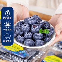 兰怜 特大果 新鲜蓝莓 125g/6盒 果径15-18mm