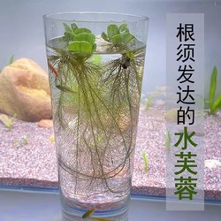 水芙蓉养鱼养虾躲避水生大叶浮萍室内庭院池塘水培植物水葫芦淡水