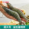 正大 白对虾 海虾泰虾 生鲜冻虾  净重1.4kg 21/25规格 约19-22cm/只