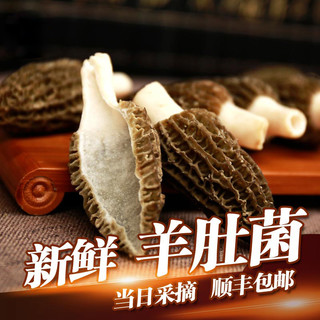 云南新鲜羊肚菌1000克2024年头茬特级羊肚茵菇产地直供