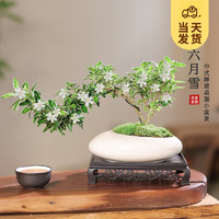 KaiShiguo Plants 开时果 悬崖六月雪盆栽 （灰白蛋形盆+苔藓+底托）