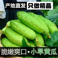 东北旱黄瓜新鲜小青瓜3/5斤水果蔬菜黄瓜带刺脆皮荷兰水果小黄瓜