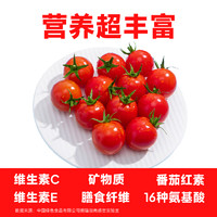 一颗大 串番茄串收红樱桃千禧小番茄西红柿水果