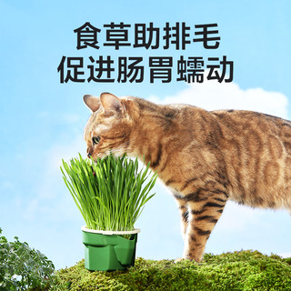 网易严选天成无土猫草水培猫草杯猫咪零食排毛球猫草种子