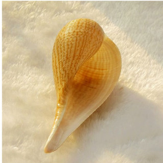 蓝海精灵 天然海螺 勺螺 天然海螺 勺螺 10-12cm