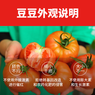 哪咤豆豆普罗旺斯番茄 沙瓤多汁可生吃自然成熟新鲜蔬菜现摘现发 中果（65-150mm） 5斤