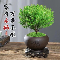 花茶木居 小叶赤楠+舍得盆+黑沙石+底座