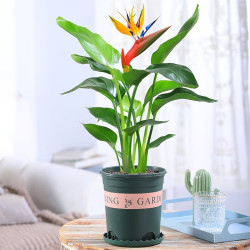 睿格达四季常青天堂鸟绿植原盆原土发货