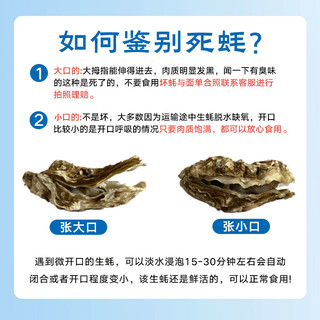 秋诗鲜湘【鲜活】生蚝 海鲜贝类 （3-4两） 5斤装