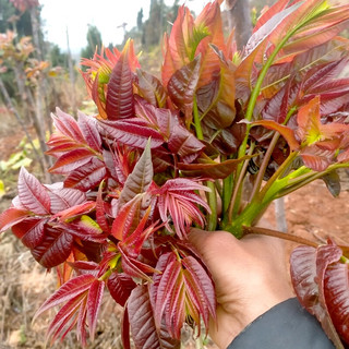 青沃青沃 头茬香椿芽 250g 红油香椿叶 新鲜蔬菜