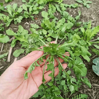 马保果苏北荠菜 新鲜野菜现挖现发地菜野菜 饺子春卷野生荠菜馅 精选装2斤