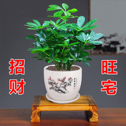 春草·木生 八方来财鸭脚木四季常青室内阳台绿植盆栽花卉发财树苗招财办公