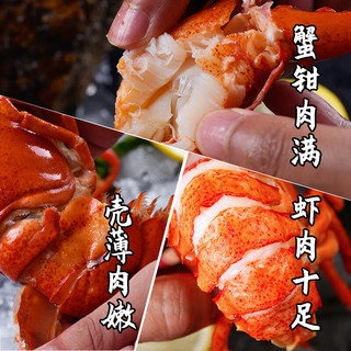 渔传播【活鲜】同城速配 加拿大鲜活波士顿龙虾1kg/只波龙大龙虾虾类
