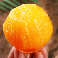 天乐优选 湖南高山脐橙橙子新鲜水果 9斤单果110-140g