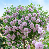 88VIP：海蒂的花园 月季花苗盆栽玫瑰花果汁阳台花卉阳台爬藤本植物