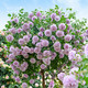 海蒂的花园 月季花苗盆栽玫瑰花果汁阳台花卉阳台爬藤本植物