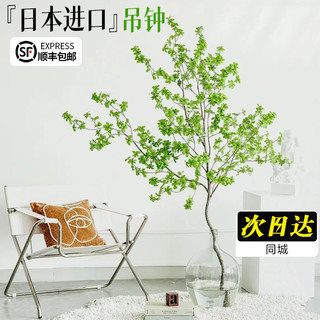 日本吊钟植物水养鲜切枝条客厅马醉木水培植物室内好养活绿植