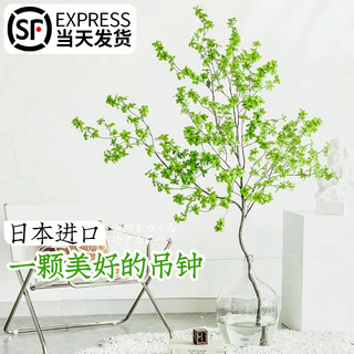 日本吊钟植物水养鲜切枝条客厅马醉木水培植物室内好养活绿植