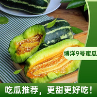 之味珍选 山东博洋9号蜜瓜 甄选5斤瓜新鲜香蜜瓜 整箱当季瓜果