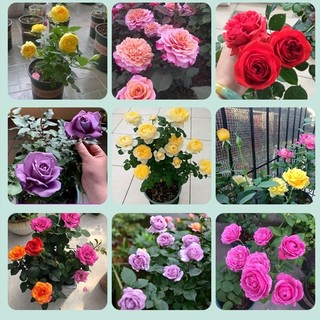 玫瑰花苗老桩特大花带花苞花卉绿植物盆栽月季蔷薇室内外阳台四季