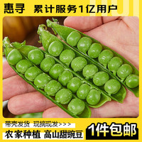 惠寻京东自有品牌云南高山甜豌豆1斤装 新鲜豌豆现摘现发豌豆英