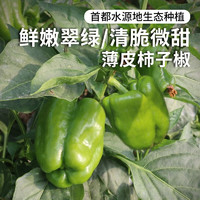 密农人家 农家种植 柿子椒 新鲜蔬菜 青椒300g沙拉 北京蔬菜