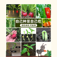 巧手未来 阳光房种植儿童小盆栽套装幼儿园小学生种菜农场植物观察窗盒玩具