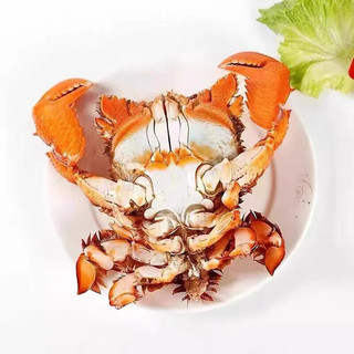 【螃蟹】老虎蟹 肉质白皙饱满鲜美贵妃蟹旭蟹澳洲咖啡蟹 拒绝空蟹 500g 3-5只 每只约巴掌大小