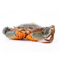 （活蟹）小海哥 三门特产 青蟹鲜活母红膏蟹公蟹活螃蟹生鲜水产品 大公蟹1只装-单只9两到1斤