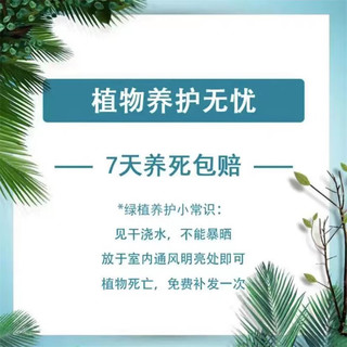 急兔仙人球多肉植物植室内芦荟花卉盆栽绿植仙人球+陶瓷盆1个+土