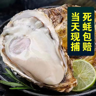 顺丰冷链！正宗！乳山生蚝 XXXL号 5.5斤装 （带官方溯源防伪标识、死蚝包赔）