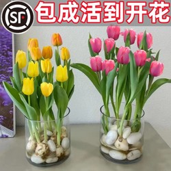 others 其他 郁金香种球水培花卉植物室内花四季开花种子盆栽花苗土培水养好活