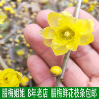 腊梅姐姐蜡红梅鲜切花鲜枝条水养插花卉浓香型玉兰带花苞发货